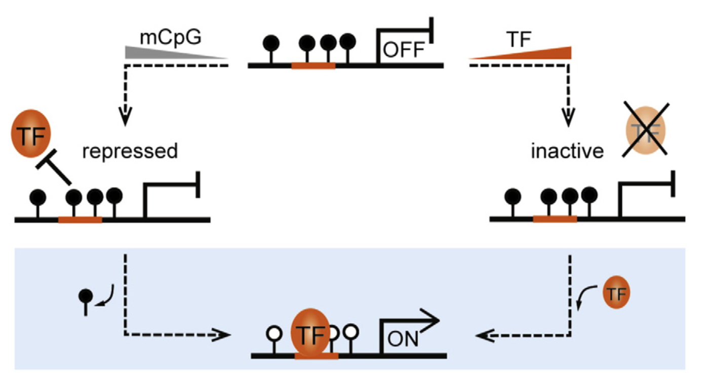 DNA Methylation