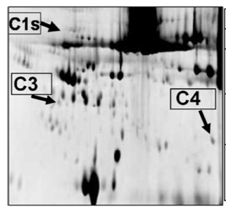 Verdure et al Cardiov Res